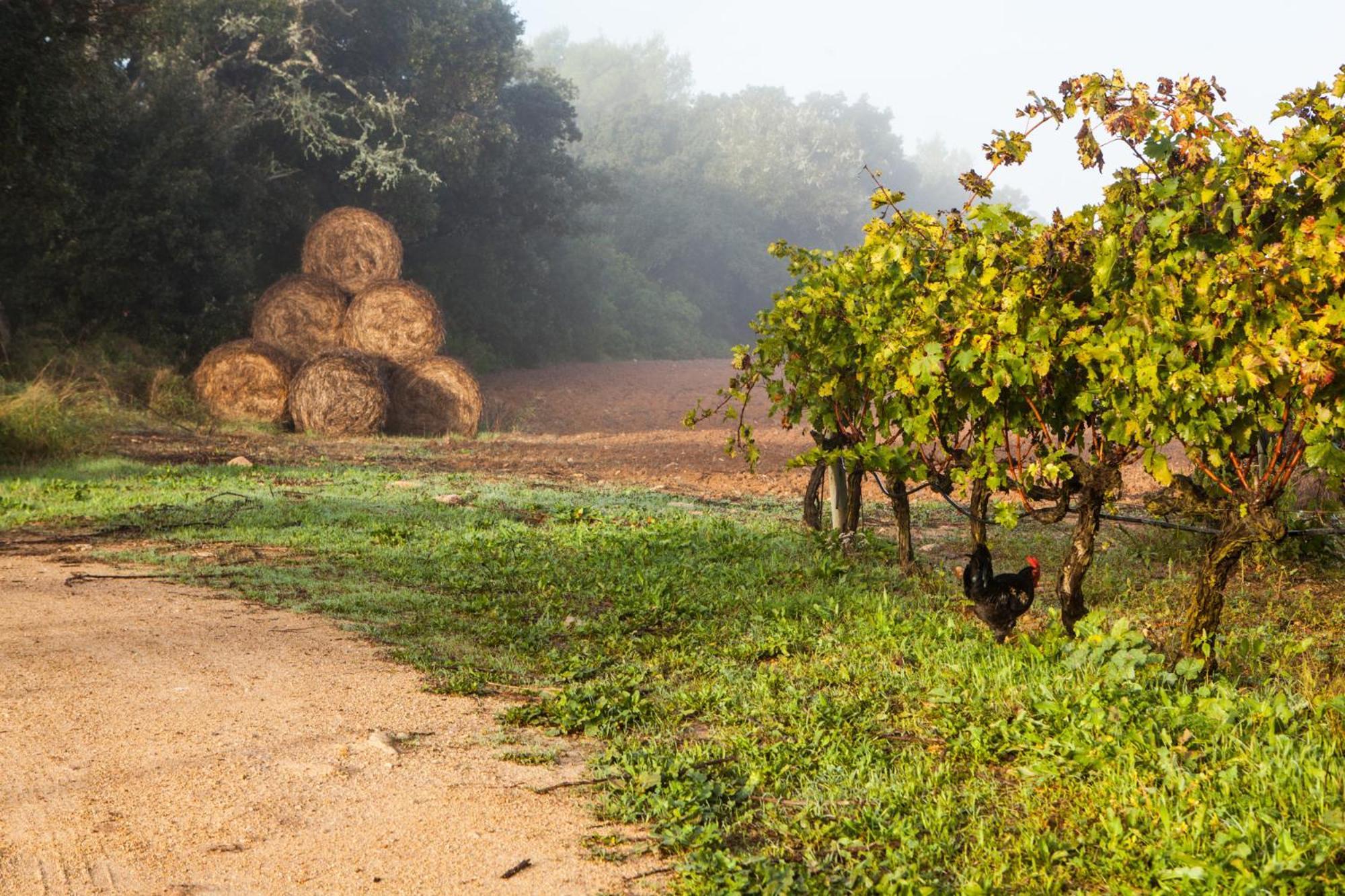 منزل الضيف الجايدا  في Oliver Moragues Grandhouse & Vineyard المظهر الخارجي الصورة